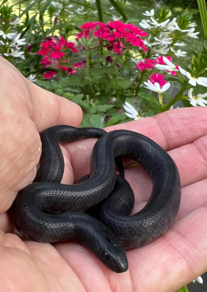 Mexican Black Kingsnake